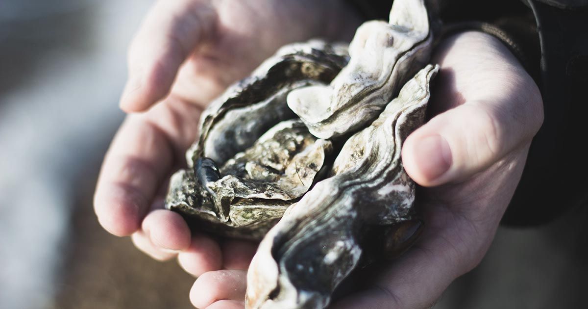 South Coast Oyster Tours
