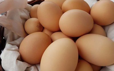 Kangaroo Valley Pastured Eggs