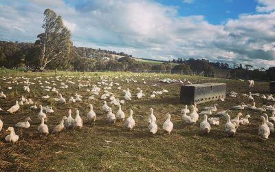 Duck Suppliers – Southern Highlands