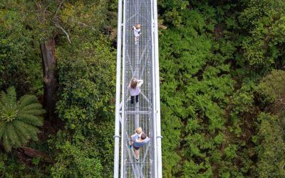 Illawarra Fly Treetop Adventure & Zipline Tour